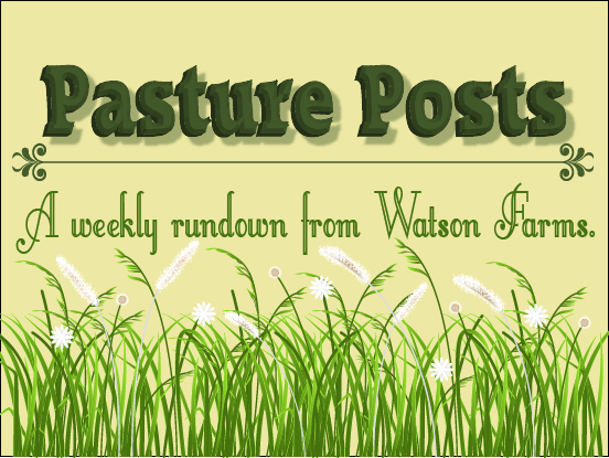 pasture posts