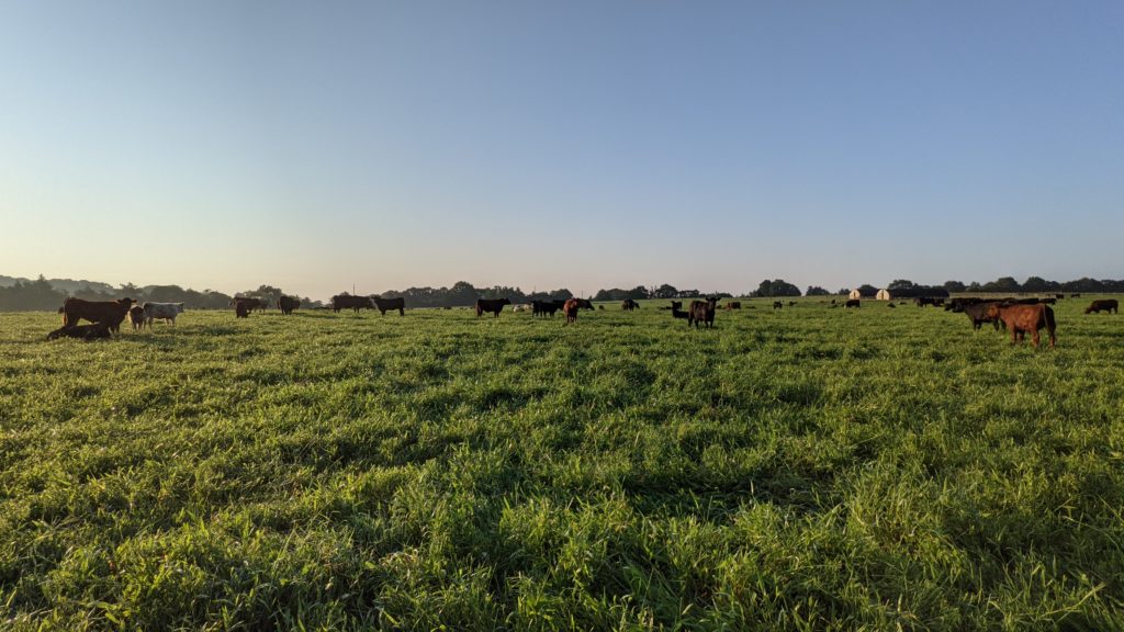 grass fed cattle in a paddock