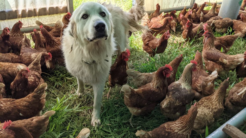 great Pyrenees guarding chickens