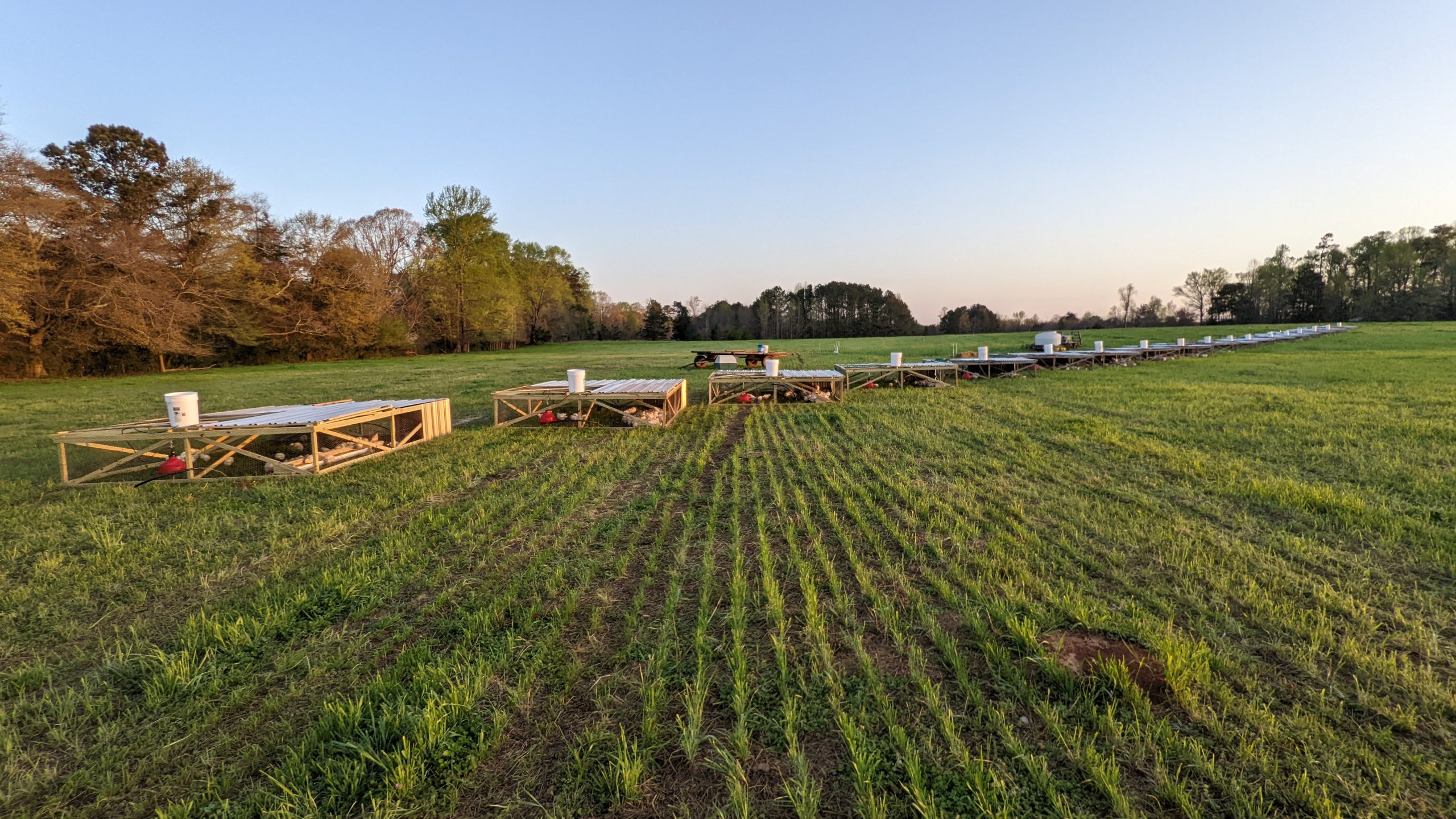 pasture raised broilers at Watson Farms near Lowrys, SC